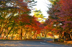 夕日にライトアップされる紅葉