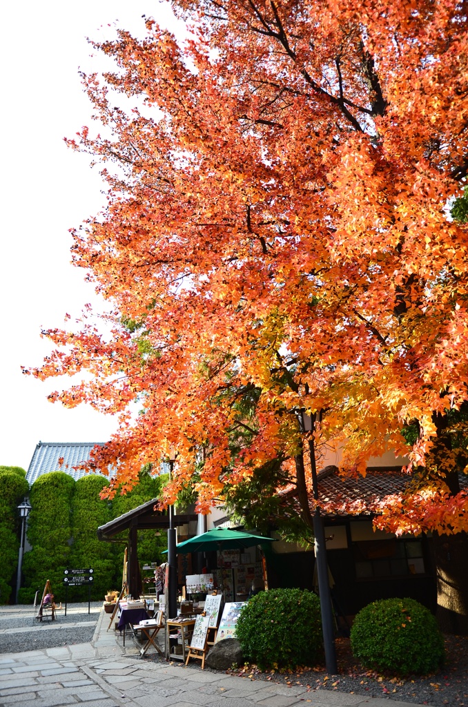 美観地区のかえで