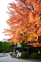 美観地区のかえで