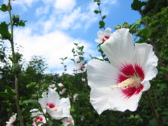 牧野植物園にて 1