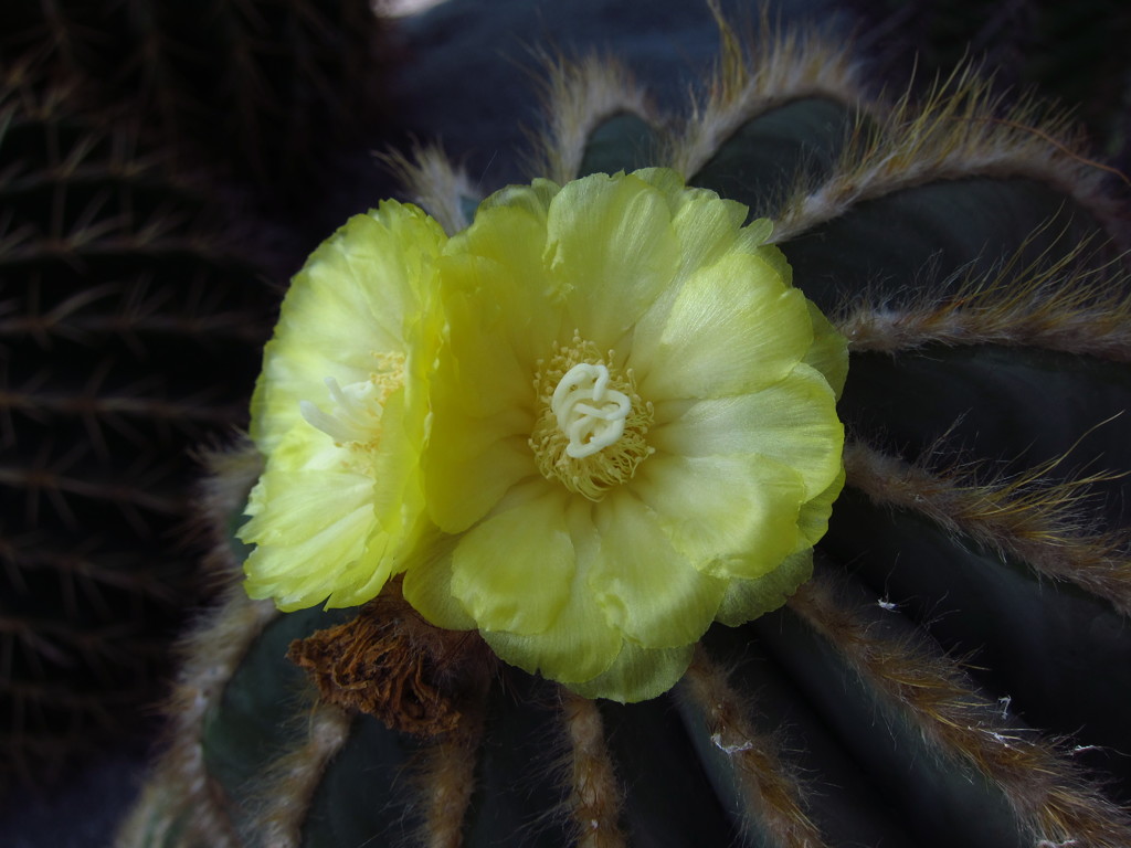 牧野植物園にて 2