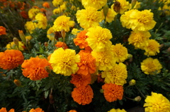 公園の花