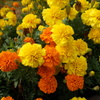 公園の花