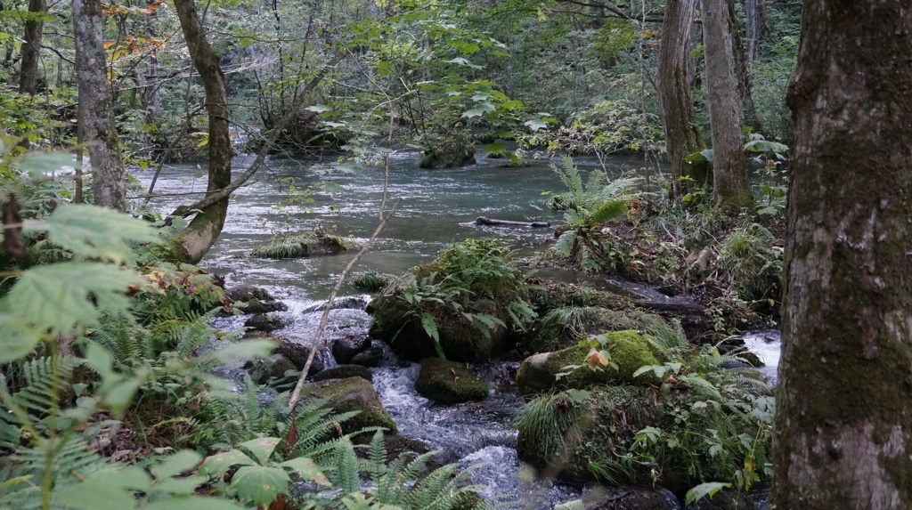奥入瀬渓流