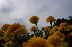 公園の花