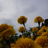 公園の花