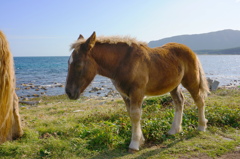 尻屋崎灯台の馬
