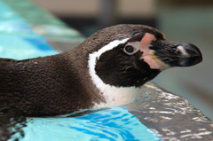 鳥羽水族館のペンギン