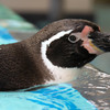 鳥羽水族館のペンギン