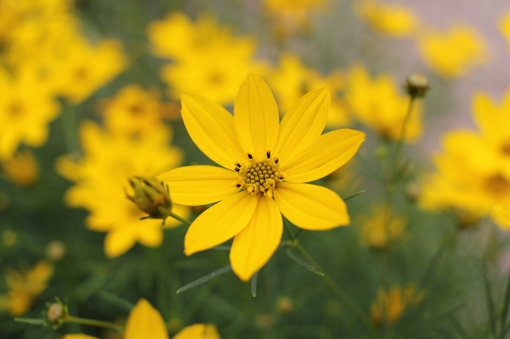 6月の花