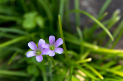 庭の小さな花