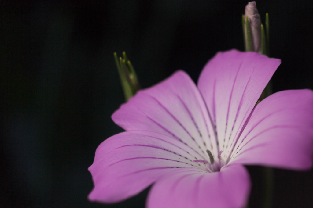 春の花1