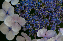 京に咲く紫陽花（寺町二条あたり）