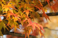 彩りの変化・・・