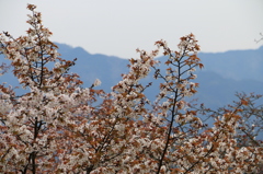 山桜４
