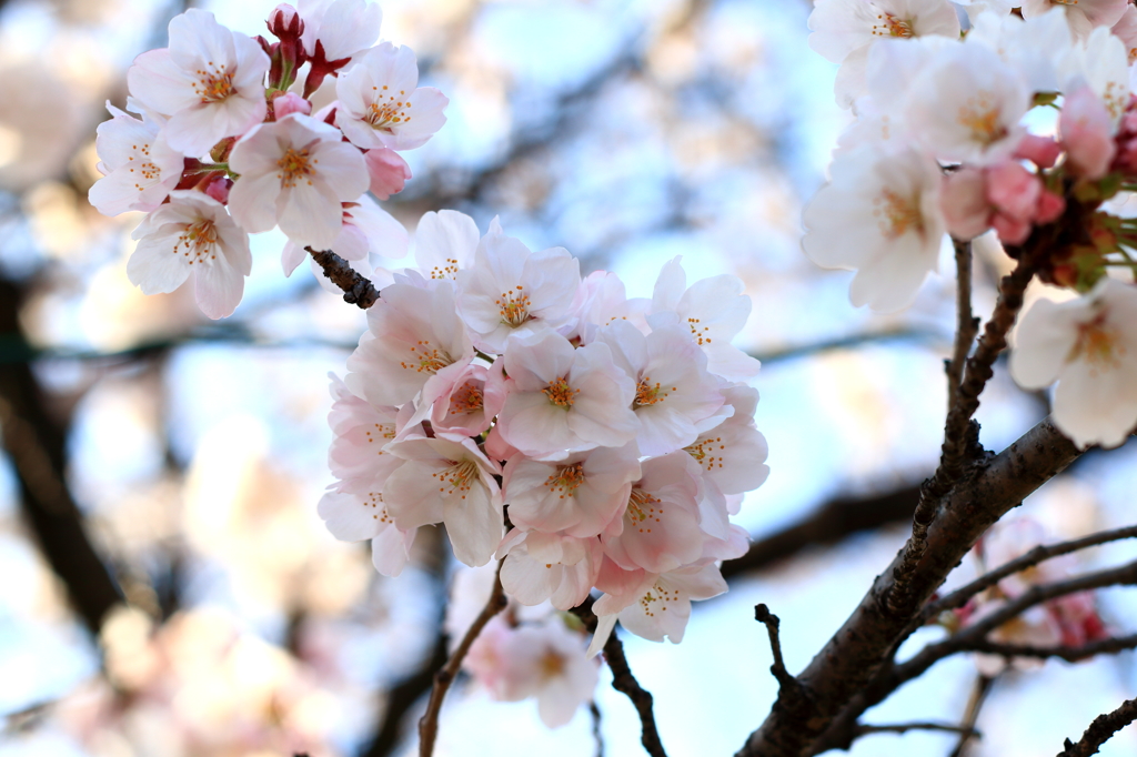 桜