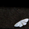 白い蛾