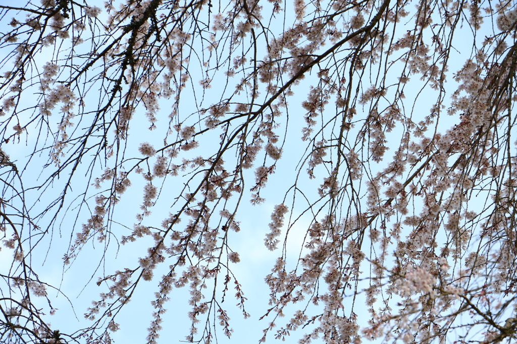 又兵衛桜１
