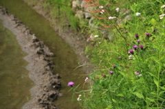 あぜ道は花盛り