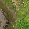 あぜ道は花盛り