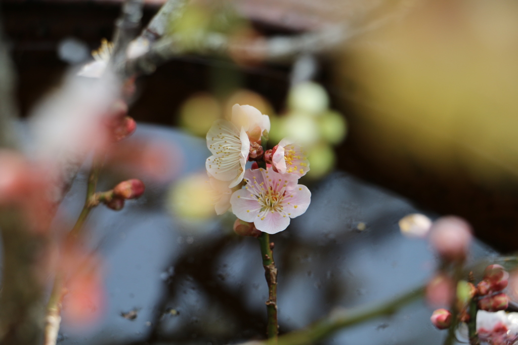 ２０１４梅の花３