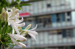 都会に咲いた花ー白いアガパンサス