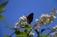 青空と白い花と蝶