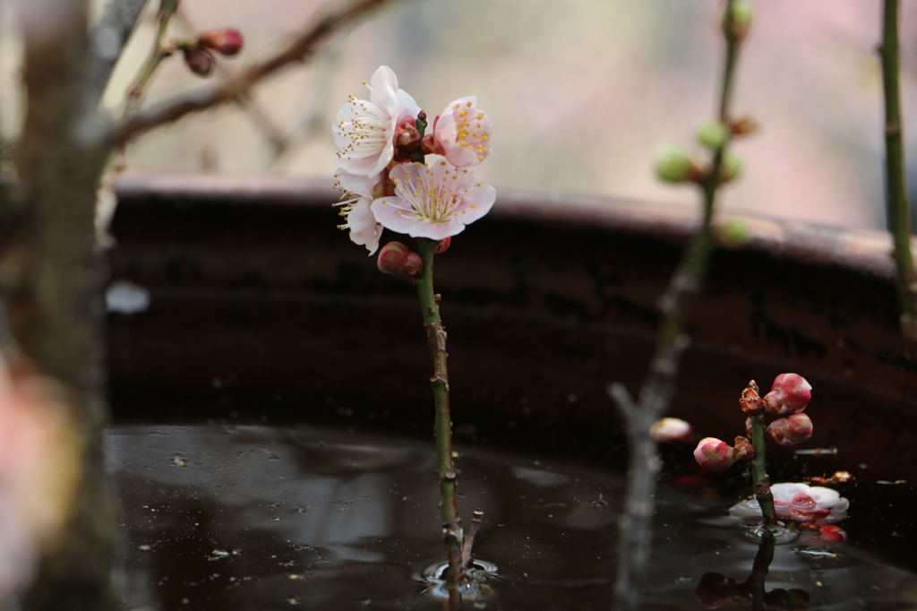 ２０１４梅の花４