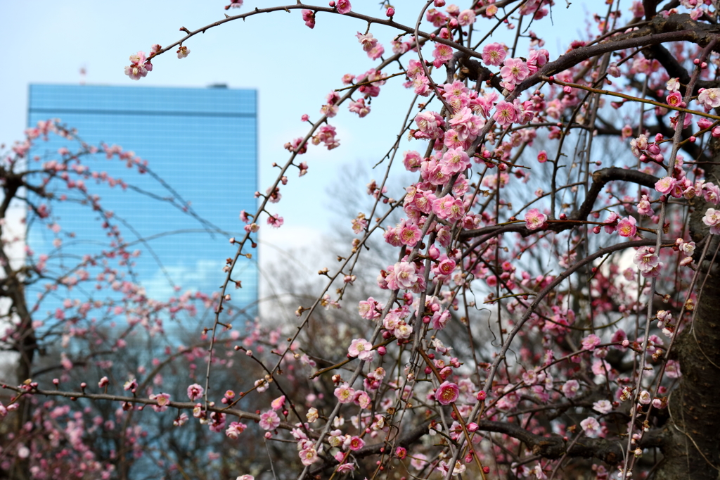 大阪城公園の梅