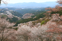 山桜６