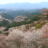 山桜６