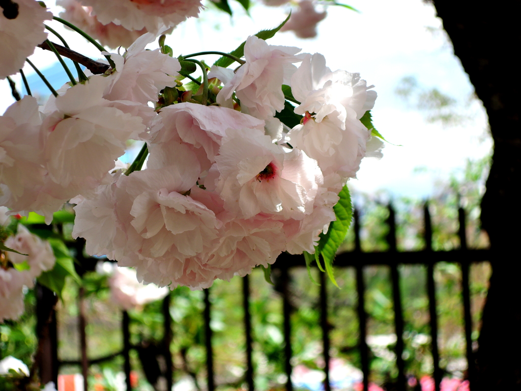 造幣局の桜