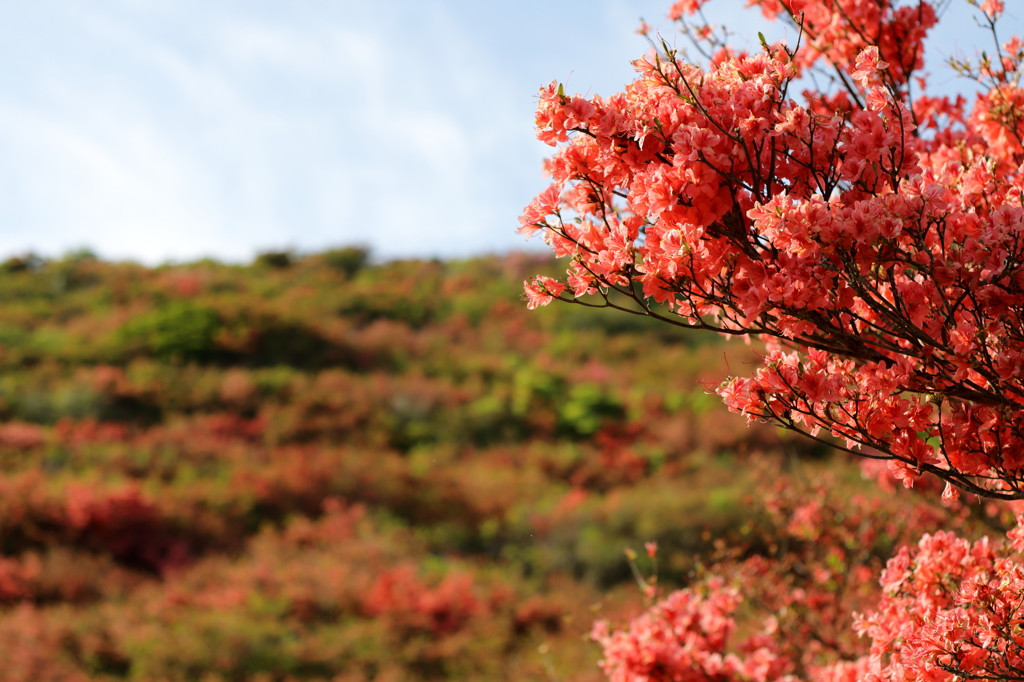 大和葛城山のつつじ