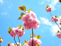 青空と桜２