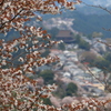 山桜５