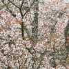 山桜７
