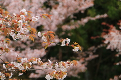 山桜３