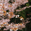山桜３