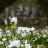 シャガ