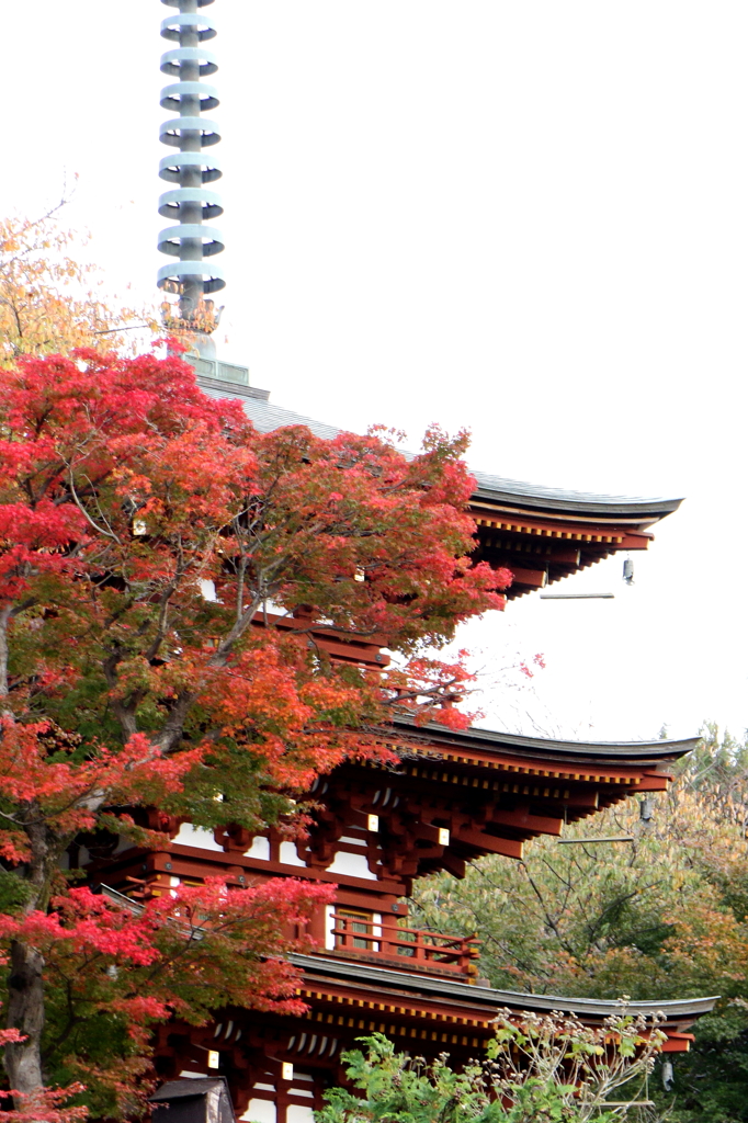 岡寺の塔