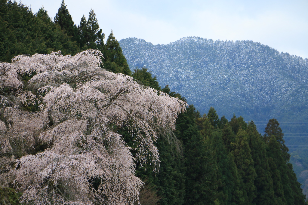 又兵衛桜２