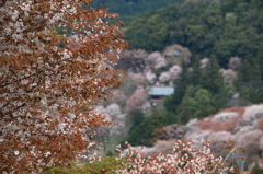 山桜２