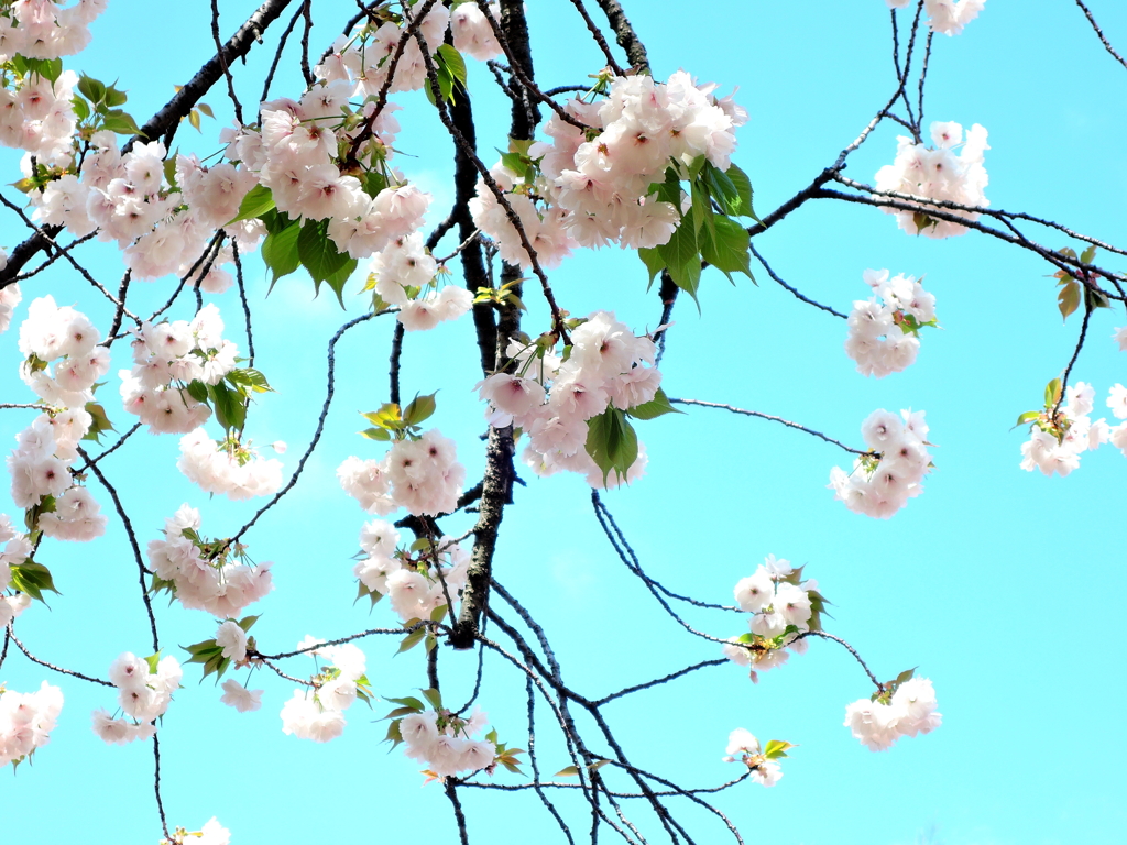 青空と桜１