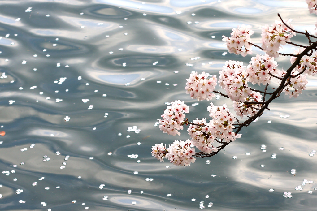 水面の桜