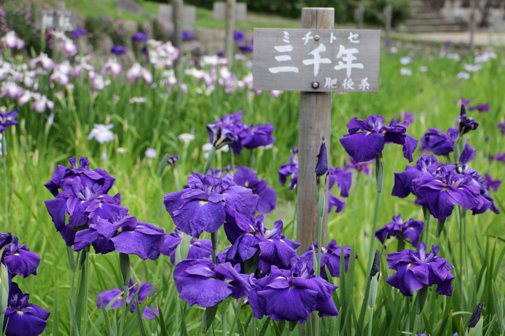 花菖蒲