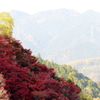 吉野山のもみじ