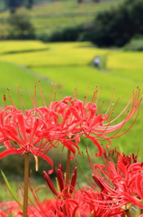 棚田の彼岸花