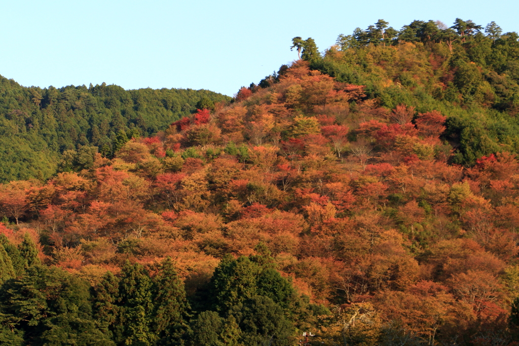 吉野山中千本の紅葉