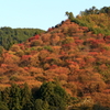 吉野山中千本の紅葉