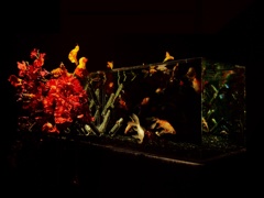 Art aquarium